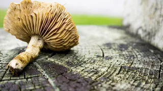 蘑菇, 自然, 食品, 营养, 健康, 原, 成分