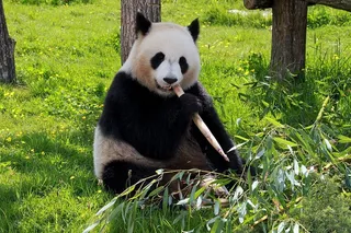 吃,竹子,竹笋,草地,熊猫,竹笋,草,草地 吃,竹子,竹笋,草地,熊猫,竹笋,草,草地