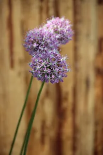 观赏洋葱，早熟，开花，开花，植物，紫色，韭菜，自然