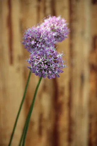 观赏洋葱，早熟，开花，开花，植物，紫色，韭菜，自然