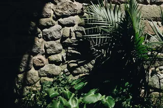 岩壁旁的绿色棕榈树