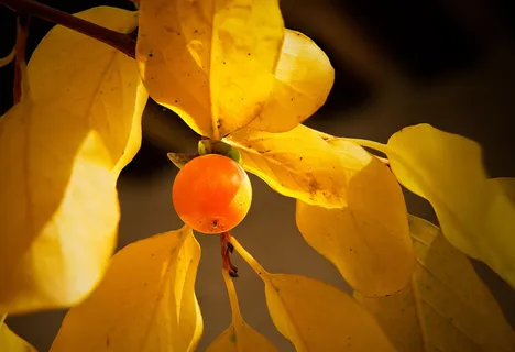 柿子三叶、柿子荷花、李椰子、水果、橘子、树叶、黄色、牛羚科