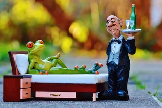 青蛙，床，手术，管家，放松，休息，有趣，可爱