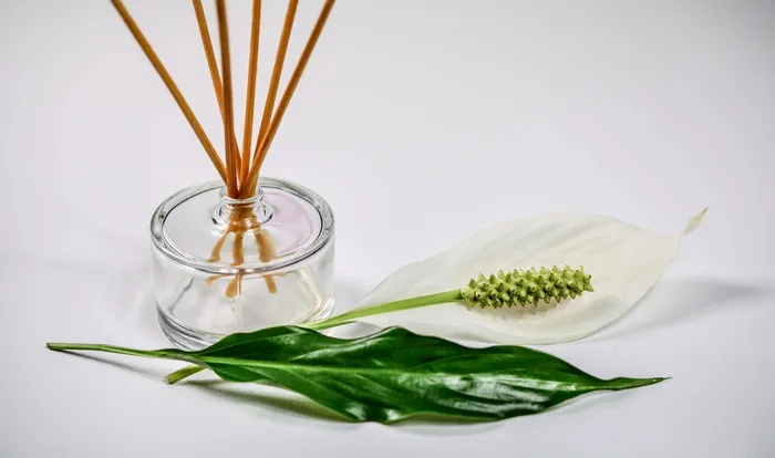 特写, 照片, 白色, 花瓣, 绿色, 叶, 表面, 气味