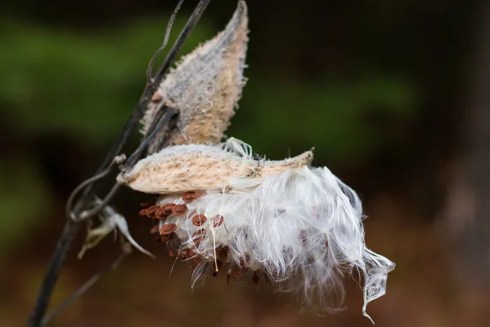 美国，白云，种子，白色，棉花，豆荚，杂草，森林