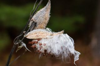 美国，白云，种子，白色，棉花，豆荚，杂草，森林