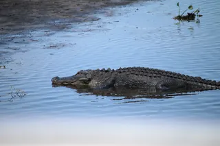 佛罗里达州，短吻鳄，短吻鳄，爬行动物，野生动物，自然，大沼泽地