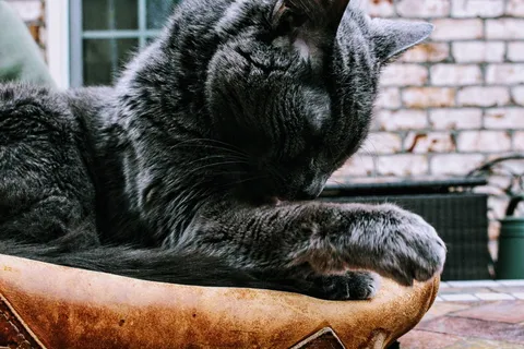 黑猫特写照片 黑猫特写照片