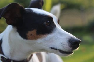 杰克·罗素，动物肖像，梗，家养狗，狗，四足动物，斑点，杰克·罗素梗