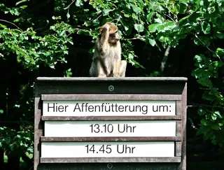 猴子，喂猴子，盾牌，猴子圈地，时间管理，延迟，沟通，西文脚本