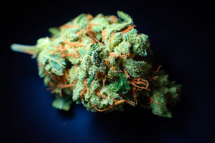 成瘾, 芽, 大麻, 慢性, 涂料, 药物, ganja, 绿色