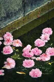 开花,开花,粉红,亚洲,水,中国花园,杏花,开花植物 开花,开花,粉红,亚洲,水,中国花园,杏花,开花植物