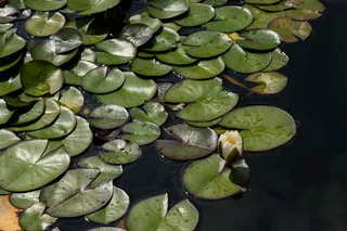 百合，水生，叶，水，湖，热带，花，睡莲