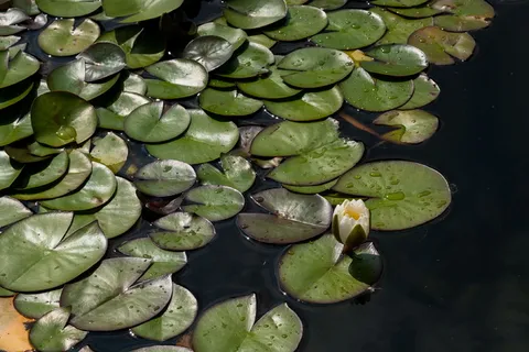 百合,水生,叶,水,湖,热带,花,睡莲 百合,水生,叶,水,湖,热带,花,睡莲