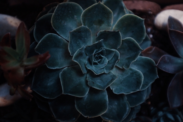 植物，花，花，户外，叶子，自然，玫瑰，花园