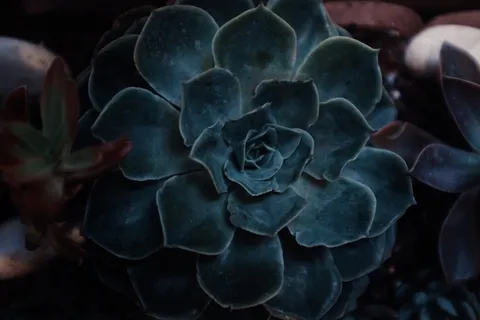 植物,花,花,户外,叶子,自然,玫瑰,花园 植物,花,花,户外,叶子,自然,玫瑰,花园
