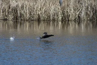 鸟，水，飞溅，皮瓣，动物主题，动物，野生动物，脊椎动物