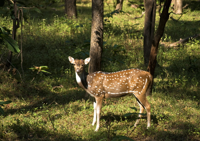鹿，野生动物，动物，动物群，野生动物，自然，野生动物，野生动物
