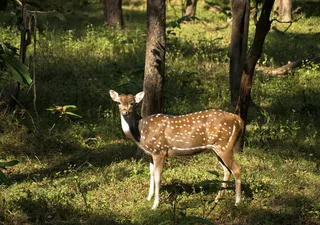 鹿，野生动物，动物，动物群，野生动物，自然，野生动物，野生动物