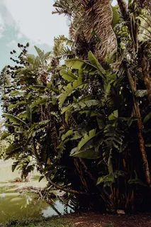 葡萄牙里斯本贝伦热带植物园 葡萄牙里斯本贝伦热带植物园