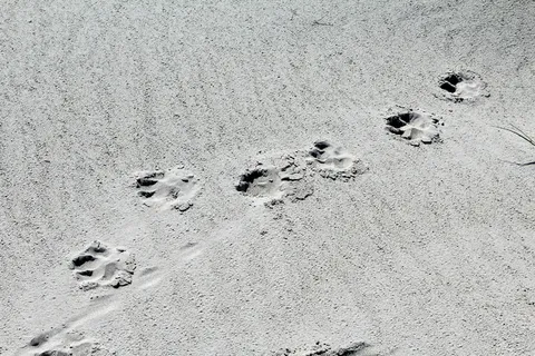 爪子，沙子，海滩，狗爪，动物，爪印，痕迹，没有人