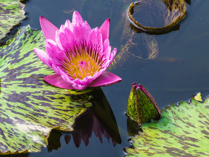 花，睡莲，池塘花，花园池塘，花，花，水，湖