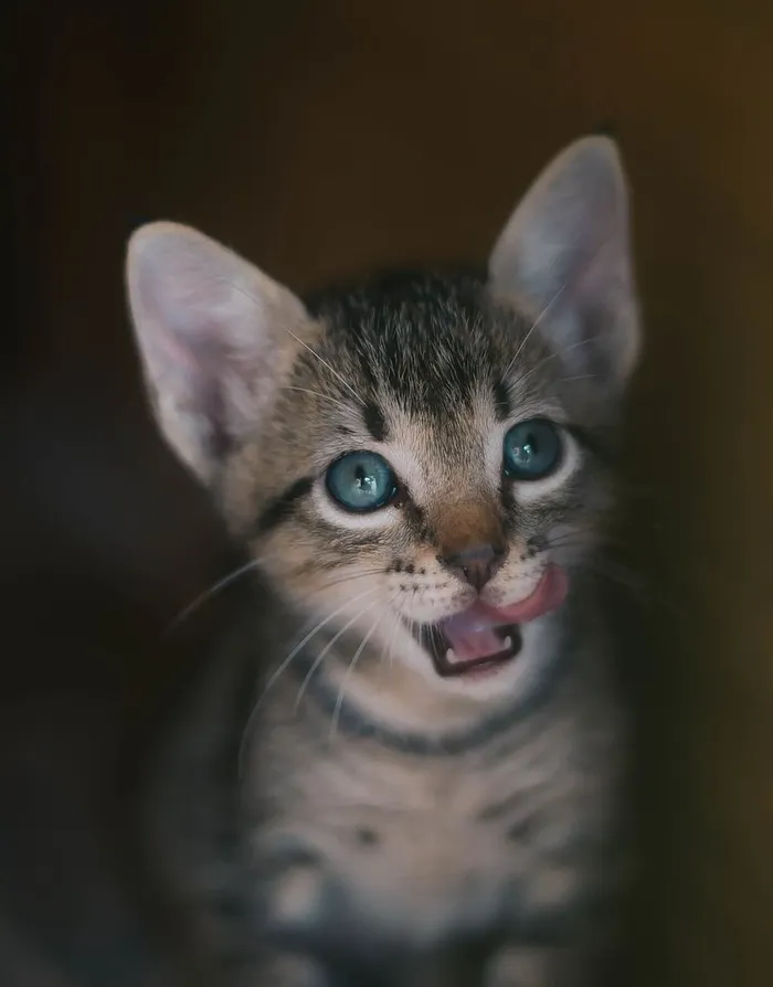 棕色斑猫