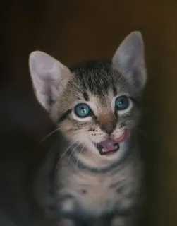 棕色斑猫 棕色斑猫