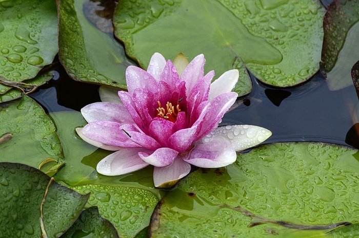 睡莲，花，水，花，花，池塘，自然，水生植物