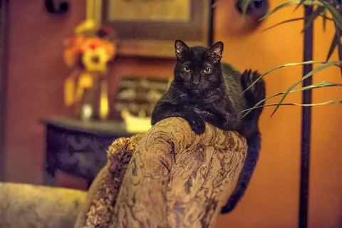 猫,黑猫,宠物,椅子,家猫,哺乳动物,宠物,动物主题 猫,黑猫,宠物,椅子,家猫,哺乳动物,宠物,动物主题