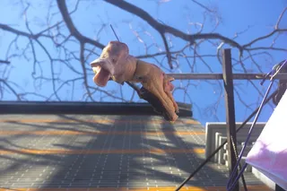 蓝天，鸭子，中国，上海，建筑，街道，干货，食物