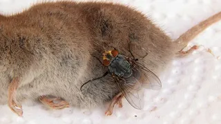 尸体，老鼠，悍妇，苍蝇，死亡，动物，家蝇，解剖