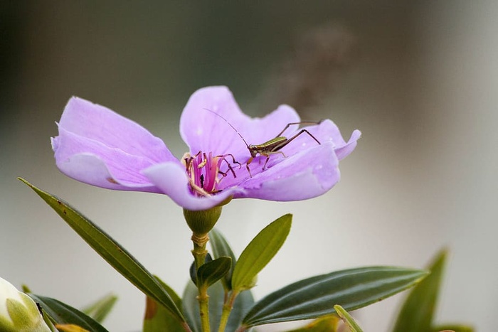 紫色小花蚱蜢