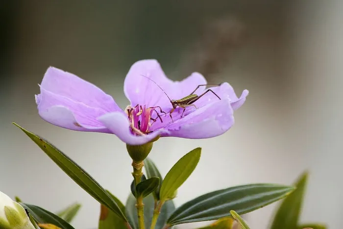 紫色小花蚱蜢