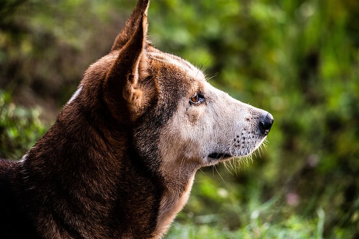 宠物，狗，可爱，流浪狗，可爱，长相，一只动物，动物