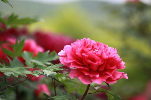 自然, 植物, 花, 花园, 叶, 花卉园, 花瓣, hwasaham