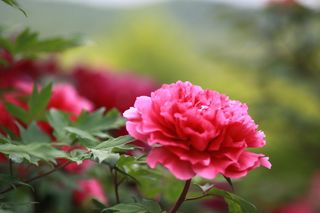 自然, 植物, 花, 花园, 叶, 花卉园, 花瓣, hwasaham