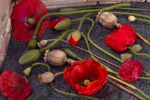 罂粟,罂粟胶囊,罂粟种子,种子,红色,mohngewaechs,开花,开花 罂粟,罂粟胶囊,罂粟种子,种子,红色,mohngewaechs,开花,开花