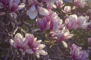 盛开的木兰花照片