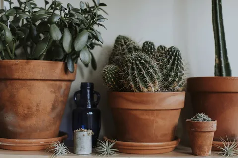 盆栽植物特写照片 盆栽植物特写照片