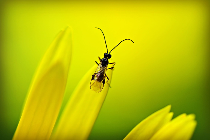 昆虫、甲虫、动物、触角、触角、花瓣、花、无脊椎动物