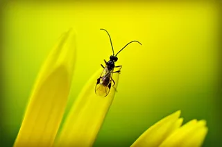 昆虫、甲虫、动物、触角、触角、花瓣、花、无脊椎动物