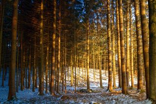 森林，冬天，雪，树木，自然，太阳，光，光的入射