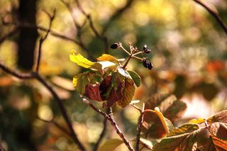 秋天，树，特写，自然，壁纸，壁纸，iphone背景，iphone壁纸