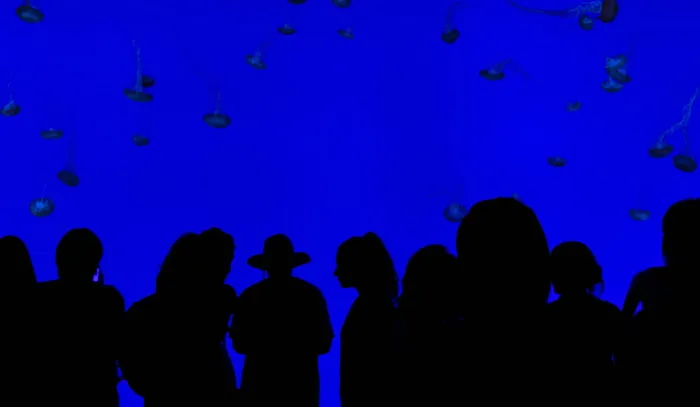 水族馆, 蓝色, 人群, 展览, 集团, 水母, 人, 海上生活