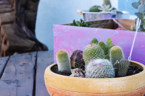 美国，帝国谷，植物，仙人掌，仙人掌，春天，多汁，多汁植物