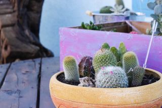 美国，帝国谷，植物，仙人掌，仙人掌，春天，多汁，多汁植物