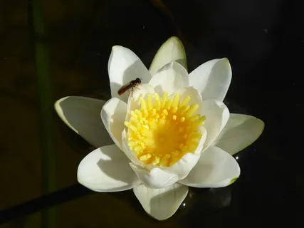 花,黄睡莲,苍蝇,黄花,植物,夏天,开花植物,脆弱性 花,黄睡莲,苍蝇,黄花,植物,夏天,开花植物,脆弱性