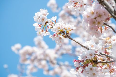 花，植物，樱花，樱花，春天，樱花，日本