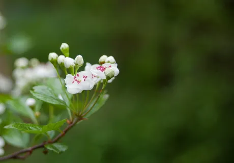 山楂花,山楂树花,山梨花,花,白,树,花,春天 山楂花,山楂树花,山梨花,花,白,树,花,春天
